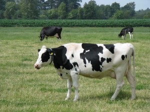 800px-Cow-IMG_2050
