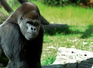 Harambe Didn’t Die So You Could Be Intellectually Lazy