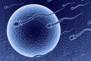 sperm egg IVF in vitro fertilization