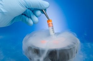 frozen embryo human embryos cryopreservation