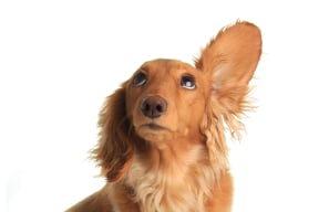 Funny dachshund dog listening to music.