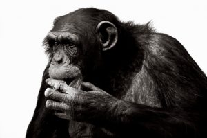 The Fight To Recognize Chimpanzees As Legal Persons