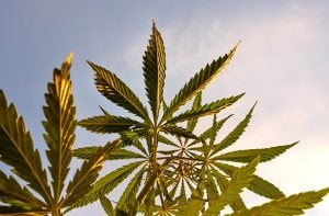 High Times For Cannabis Law Blogs