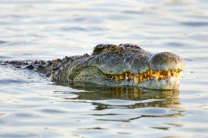 Think Like A Crocodile: Knowing When To Wait