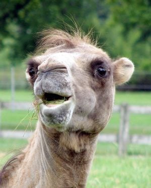 Cert Petition In Case Against Second Circuit Judges, ‘Pharisees Even Swallowed Up Camels,’ Is Even More Confusing Than It Sounds