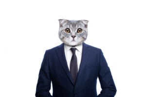 Cat Lawyer Is Real And He Is Everything Right Now