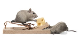 The Law School Rankings Rat Race Has New Cheese
