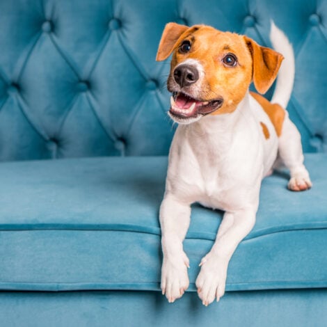 Soft sofa. Furniture background. Dog lies on turquoise velour sofa. Cozy and comfortable home interior.