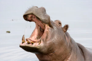 Hungry Hungry Legally Recognized Persons: U.S. Court Recognizes Hippos As Plaintiffs In First-Of-Its-Kind Ruling