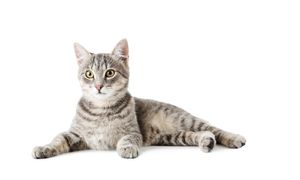 ‘Cat People’: Breeders Of A Wolf-Like Feline Entitled To Trial On Their Copyright Infringement Claims