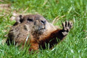 Give me five shows Groundhog