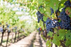 Legal Vineyards: Cultivating Rich Connections For A Bountiful Harvest