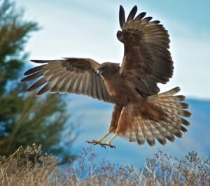 Texas Law Hawk Doing A Super Bowl Ad For Taco Bell