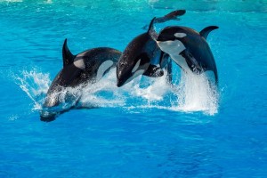 SeaWorld Won’t Free Willy, But Will Stop Making New Ones