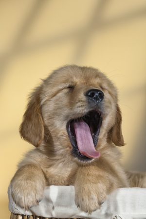 Yawn Puppy with large bone