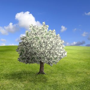 money tree on green landscape