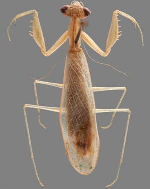 Ilomantis ginsburgae (Photo via Cleveland Museum of Natural History)