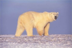 Polar_bear_in_Arctic_Alaska