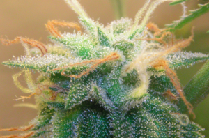 The bud of a Cannabis sativa flower coated with trichomes bearing cannabidiol and other cannabinoids (via Wikimedia).