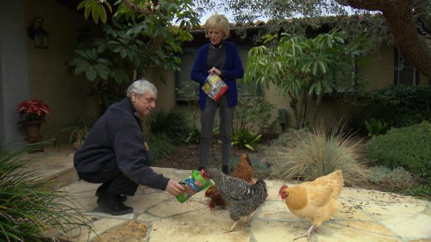 Judge Alex and Lesley Stahl, feeding his chickens (via 60 Minutes / CBS News).