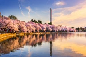 Washington DC in spring with cherry blossoms Washington Monument