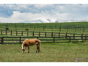 How And Why To Make Your Voice Heard On Whether Wild Horses Belong In Theodore Roosevelt National Park