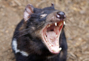 Tasmanian devil