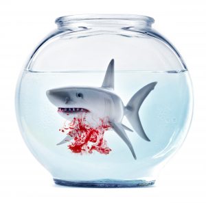 shark in fishbowl