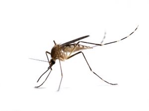 A close-up of a mosquito on a white background