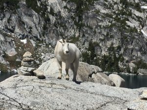 A mountain goat (click to enlarge).