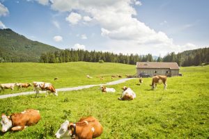 Cattle grazing in fields by house