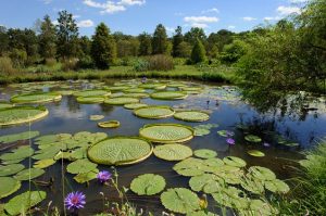 Trump's proposal to drain the swamp would merely recycle the water.