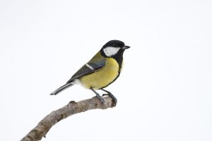 This is a great Tit. (Photo by Tim Graham/Getty Images)