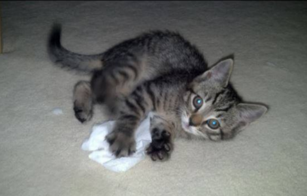 kitten kitty cat Buzzfeed