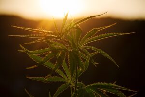 plant-gc1e015696_1920