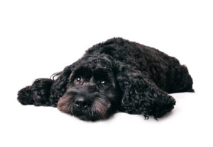 What a dog day…