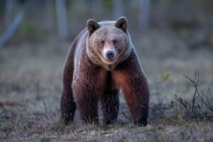 Brown bear photography in the swamp , northern Finland