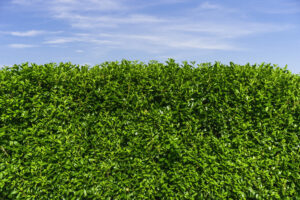 Big green hedge against blue sky in garden. Greening, gardening and nature in the suburbs.