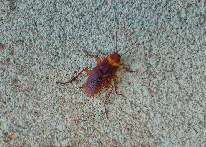 Law School Taken Over By Cockroaches, In Case Student Debt Wasn't Scary Enough