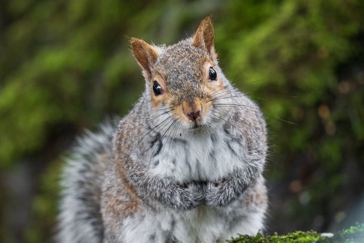 LegalWireDaily — Stop Acting Like A Squirrel With Your Legal Business Development